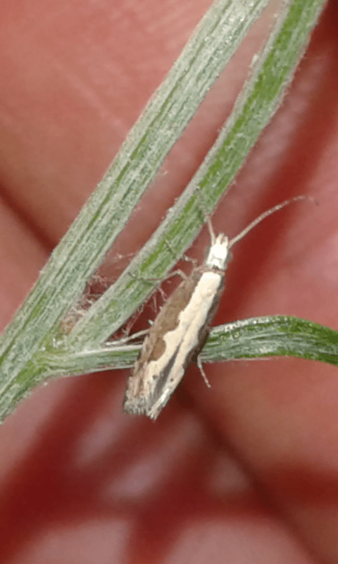 Plutella xylostella (Plutellidae)? S